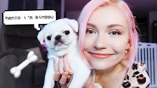 Meet Bingsu the Pug Puppy!