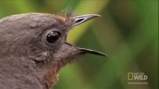 Lyre Bird:   Amazing mimics chainsaw, car alarm and more