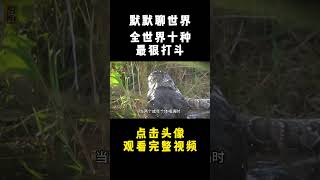 全世界最狠的10種動物打鬥，鱷魚都能被它生吞！14只獅子打不過一個它！第一名恐怖萬分，它竟輕鬆拿捏！#野生动物 #科普 #动物