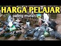 🔴 H4RGA PELAJAR ‼️ PEDAGANG MERPATI PALING MANTUL || TIKTOK PENJUAL MERPATI