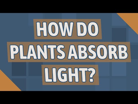 What absorbs light energy in plants quizlet?