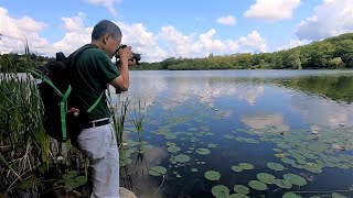 【十里荷花】---Hiking in Heart Lake Conservation Park, Brampton