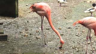 ベニイロフラミンゴとチリーフラミンゴ　(こども動物自然公園/埼玉県)