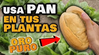 Aplica PAN DURO en tus PLANTAS verás INCREÍBLE | SECRETOS para Huerto Urbano | Abono Casero Orgánico