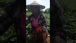 strawberry farm Pyin Oo Lwin Myanmar