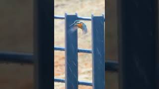 【大寒波】カワセミが雪でもホバリングしていた【野鳥撮影】