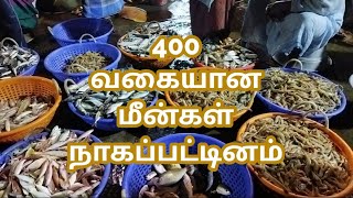 One Day Nagi 400 Species of fish  Morning Time 400 வகையான மீன்கள் நாகப்பட்டினம்