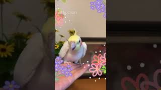 オカメインコのぴっこちゃんがミッキーマウスマーチを一所懸命歌うよ🐥💕