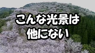 外国人衝撃！まさか日本にこんな凄い所が？日本の山林に存在する神秘的な空間にびっくり仰天！【海外の反応】