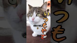 ママと猫の言い争い🙀👩　#ねこ #ねこ動画 #shorts