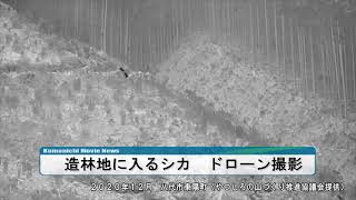 造林地に入るシカ　ドローン空撮