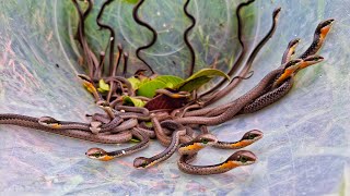 Hundreds of Deadly Boomslang Hatching! Part 1