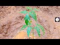 மரம் நடுவோம் planting a tree 5 →குமரி பொண்ணு...