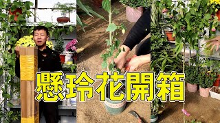 【養養養花花花】懸鈴花不僅四季開花，花朵像倒掛的小鈴鐺一樣可愛