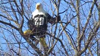 Eagle Man In A Tree At The Philadelphia Eagles Superbowl Parade!