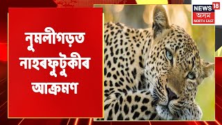 Numaligarh Leopard News | নুমলীগড়ৰ ঢলা কছাৰী গাঁৱত নাহৰফুটুকীৰ আক্ৰমণত আহত এজন