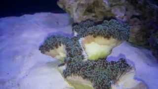 Frogspawn Coral (E. Divisa) with brown jelly disease (BJS)