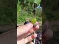 Une particularité de la vigne américaine !