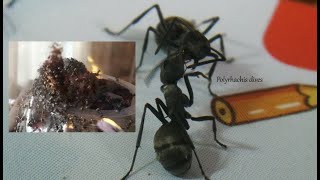 The beautiful Polyrhachis dives - Golden weaver ants