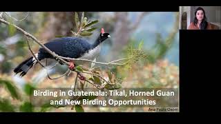 Birding in Guatemala: Tikal, Horned Guan and New Birding Opportunities with Ana Paula Oxom