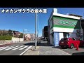 高岳→白壁 オオカンザクラの並木道 ウォーキング takaoka →shirakabe walking tree lined road of great kanzakura 2023 3 10