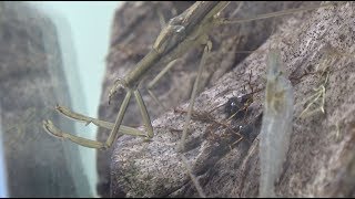 水生昆虫の水槽。水カマキリ タガメ ゲンゴロウ