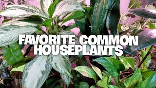 FAVORITE COMMON AND AFFORDABLE HOUSEPLANTS | Easy Care For Beginners #houseplants #indoorplants