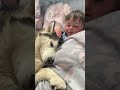 Husky Hurt Baby But Says Sorry With Cuddles! #shorts