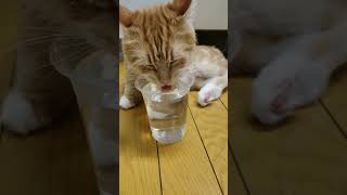 猫でも夏バテ#shorts #猛暑日#猫動画