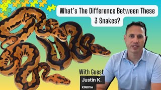 Hunting for the Visual Puzzle Clown Ball Python! - RGW Ep 67