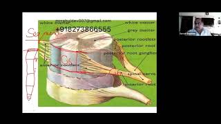 Central nervous system 2