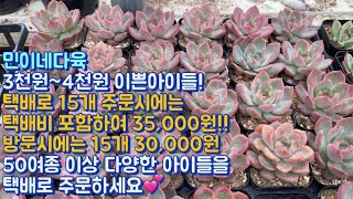 민이네다육/3천원~4천원 다양하고 이쁜 다육들 소개영상! 택배로 15개 주문시 큰폭으로 할인된 35,000원💕/문자주문/010-6863-0625