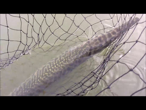 How To Catch Small Gar (Longnose and Spotted Gar) How To Catch Small Gar (Longnose and Spotted Gar)