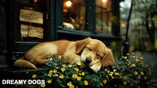 Dog music🎵Music that soothes the mind🐶 Separation anxiety treatment music that soothes dogs