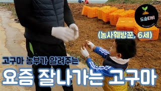 고구마 농부가 알려주는 요즘 잘 나가는 고구마!! (feat. 농사훼방꾼ㅋ)