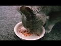 Cats having their meals