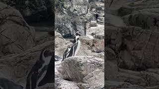 飛ぼうとするペンギンが可愛すぎる？！！（Penguins trying to fly are too cute.）#shorts #cute #pet