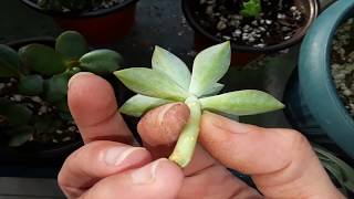 How I plant and take care of a succulent cutting with no roots🌵