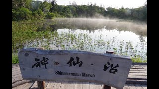 夏の朝に歩く神仙沼（しんせんぬま）