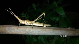 Acrida Insect - Oriental Longheaded Grasshopper, Chinese Grasshopper, Locust | Big Locust Insect