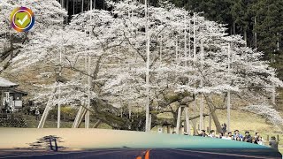 桜の名所：一度は見たい！ 至極の十選 開花予想日、行き方ガイド付き