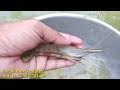 সিক্রেট টিপস বায়োফ্লকে চিংড়ি মাছ চাষের catfish farming in biofloc shrimp farming