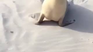 Screaming / Barking Sea Lion