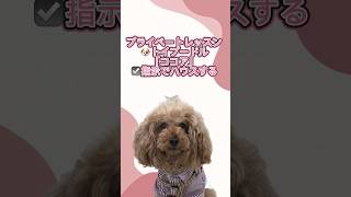 トイプードル｢ココア｣のプライベートレッスンの様子🐶 #ペットモデル大募集 #dog #プロダクション #ペットモデル #動物プロダクション