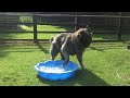 Caucasian Shepherd Koda.