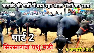 6 जनवरी 2025 सोमवार सिरसागंज पशु मंडी | Sirsaganj Pashu Mandi | Pashu Mandi | Murrah buffalo price