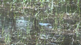 Gevlekte Witsnuitlibel (Leucorrhinia pectoralis, Large White-faced Darter) Helmond 05062012