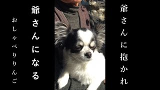 チワワのりんご～ブサ可愛いおしゃべり犬～　爺さんに抱かれたら爺さんになる・・。不思議なもんやなぁ。