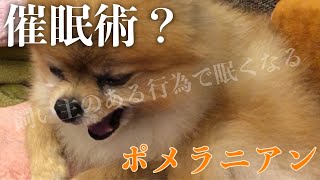 [ポメラニアン犬]催眠術？飼い主のある行為で眠くなるポメラニアン #Shorts