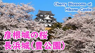 Cherry Blossoms at Hikone Castle with Relaxing Music ( Shiga Pref. ) / Spectacular Views of Japan